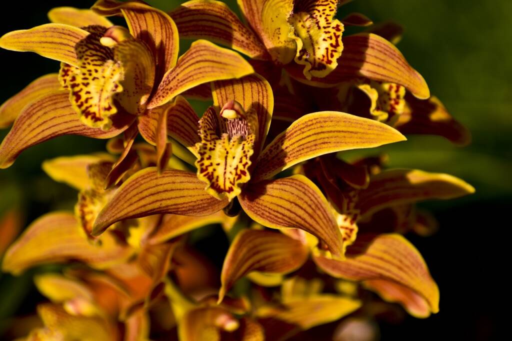 Orquídeas Cymbidium