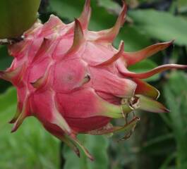 Da Semente à Mesa: O Seu Guia para Cultivar Pitaya em Casa