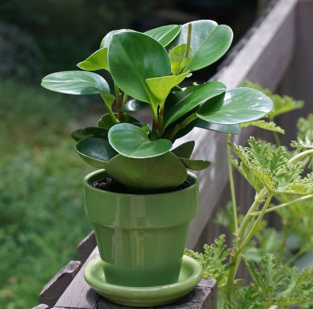 Transforme sua Casa com Plantas que Amam a Sombra