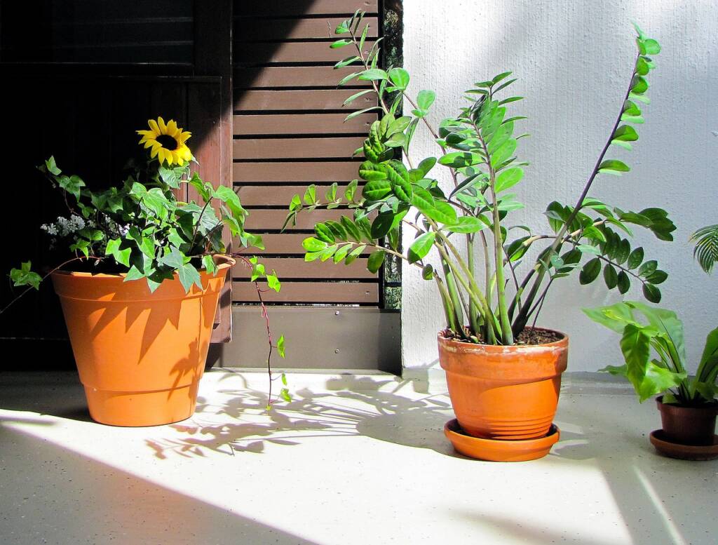 Transforme sua Casa com Plantas que Amam a Sombra