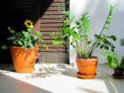 Ler matéria: Transforme sua Casa com Plantas que Amam a Sombra