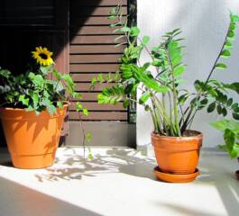 Transforme sua Casa com Plantas que Amam a Sombra