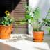 Transforme sua Casa com Plantas que Amam a Sombra