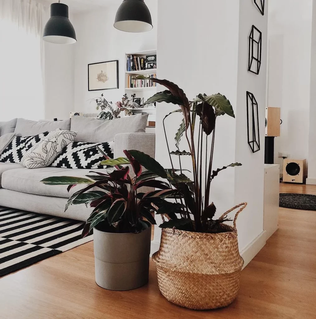 Toque Natural: As 5 Melhores Plantas de Interior para Adicionar Elegância ao Seu Espaço